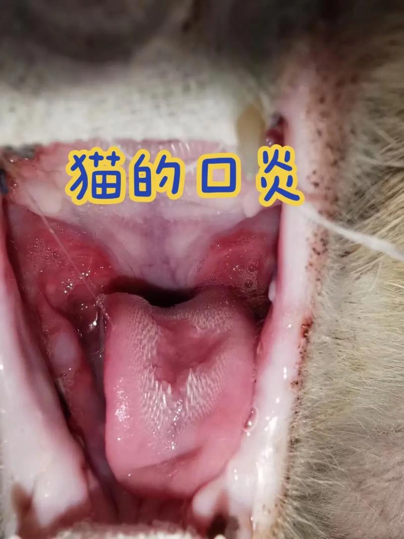 猫口炎可能自愈吗,猫口炎能自愈吗会传染吗