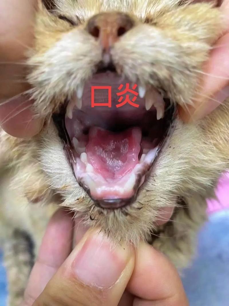 猫口炎可能自愈吗,猫口炎能自愈吗会传染吗
