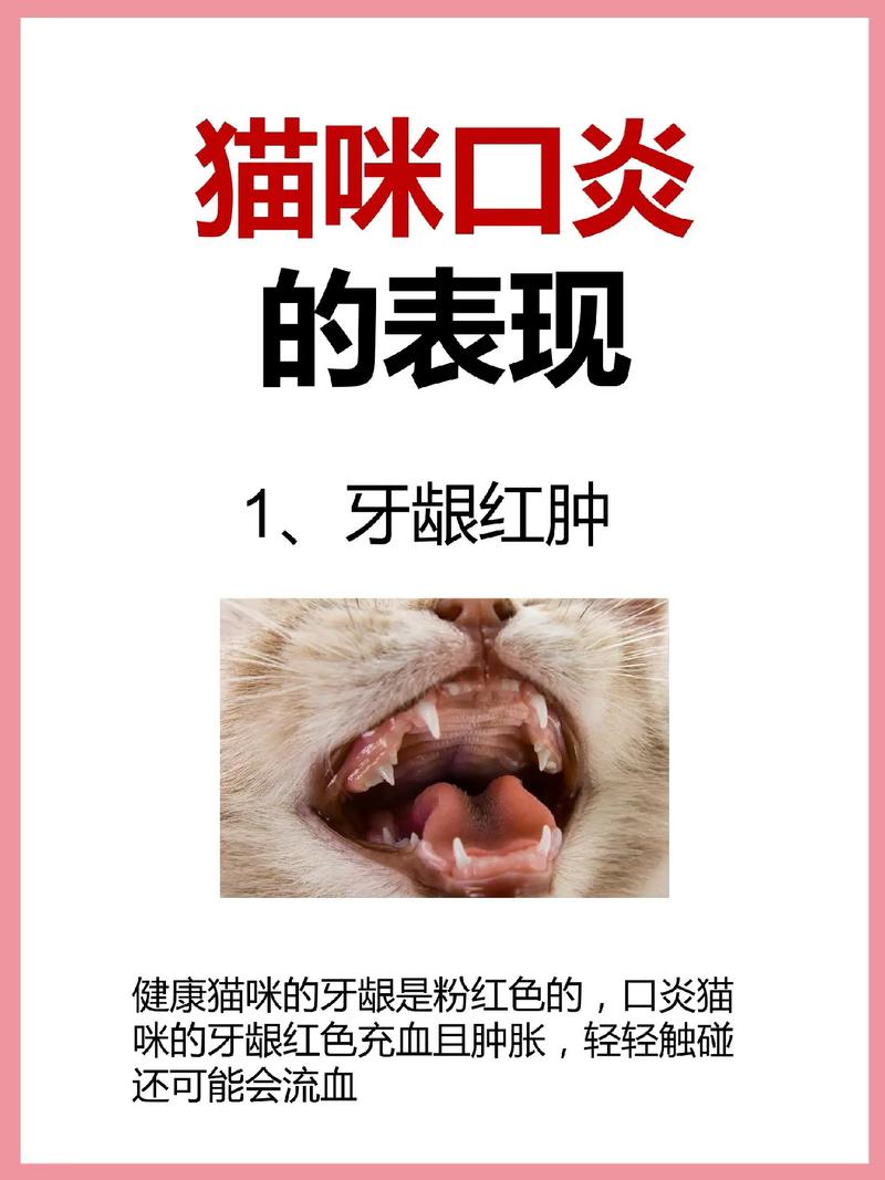 猫口炎症状及治疗,猫口炎症状初期