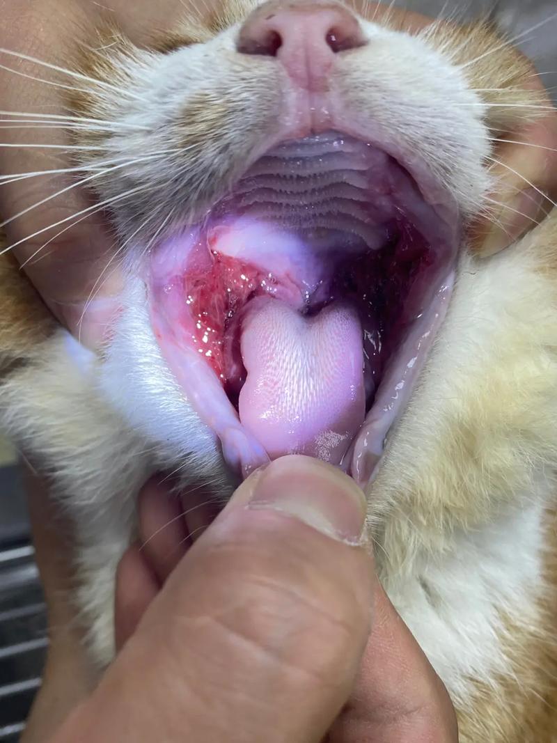 猫口炎症状及治疗,猫口炎症状初期