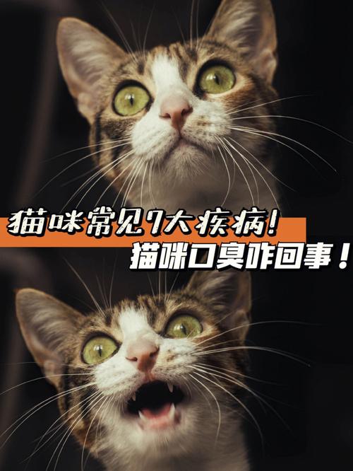 猫口臭正常吗,猫口臭什么原因
