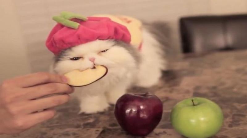 猫可以吃梨吗,猫可以吃苹果吗