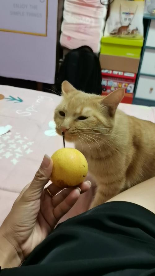 猫可以吃梨吗,猫可以吃苹果吗