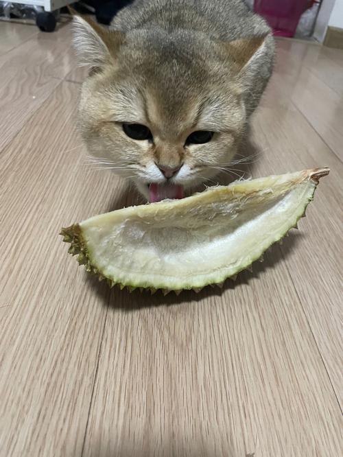 猫吃榴莲核会怎么样,猫吃榴莲会怎么样
