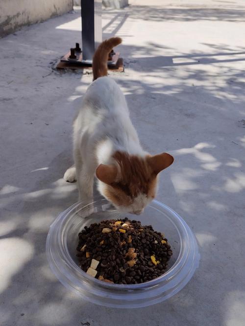 猫吃狗粮会拉稀吗,猫吃狗粮会变瞎是真的吗