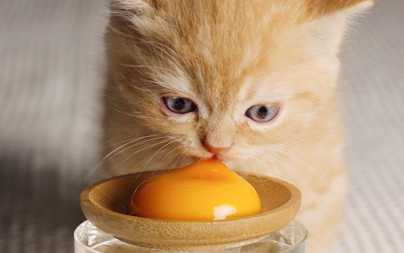 猫吃鸡蛋壳有什么好处,猫吃鸡蛋的正确方法