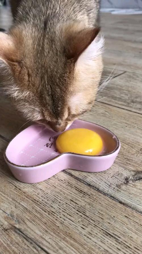 猫吃鸡蛋壳有什么好处,猫吃鸡蛋的正确方法
