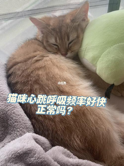 猫呼吸频率快,猫呼吸频率是多少