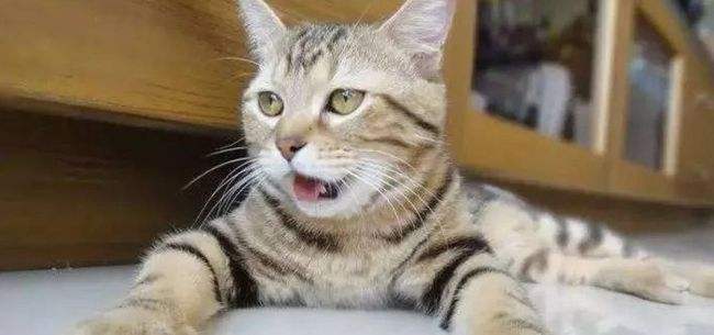 猫呼吸频率快,猫呼吸频率是多少