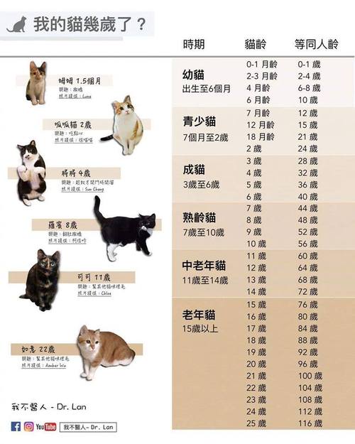猫咪几个月成年可以绝育,猫咪几个月成年期