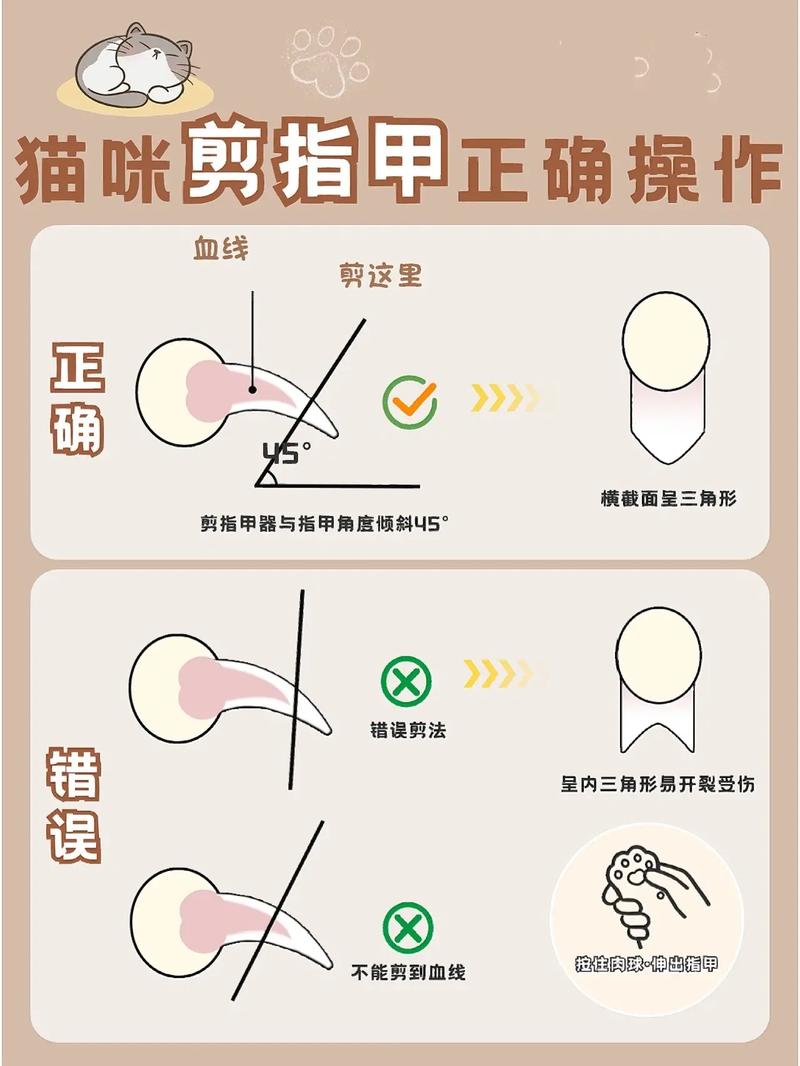 猫咪剪指甲剪到血线会怎么样,猫咪剪指甲怎么剪图解