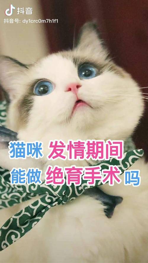 猫咪发情几天可以做绝育,猫咪发情几天后可以注射猫三联