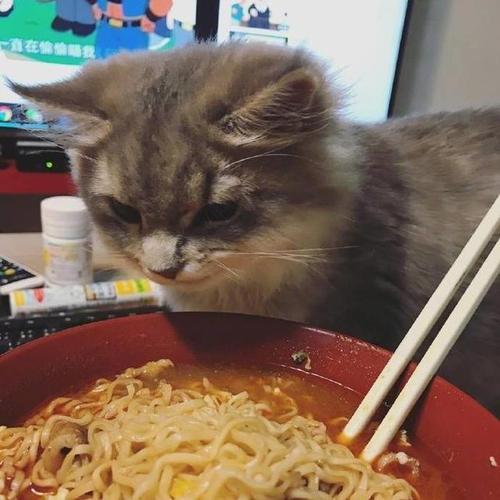 猫咪吃面条吗会死吗,猫可不可以吃面条