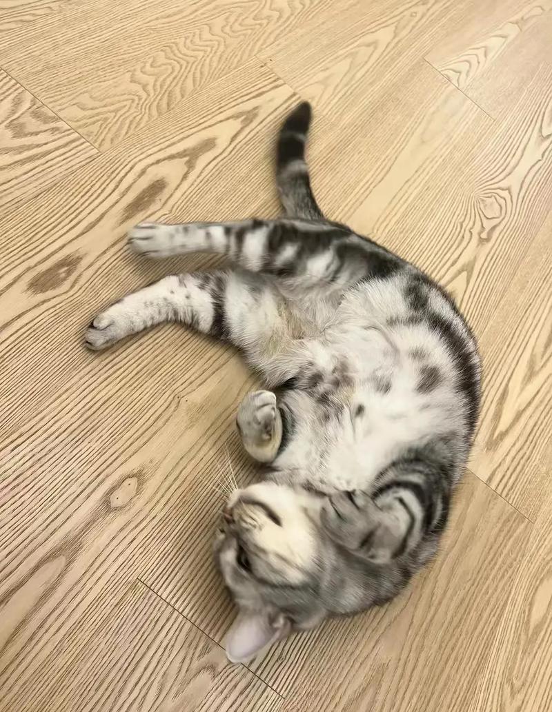 猫咪打喷嚏怎么办,虎斑猫打喷嚏怎么办