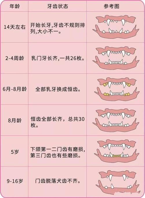 猫咪换牙顺序图解,猫咪换牙有什么症状