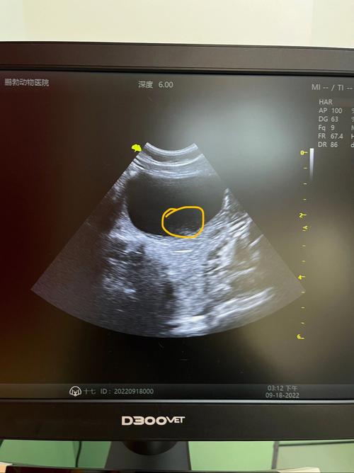 猫咪有点尿血是怎么回事,猫尿血是什么原因导致的 怎么治