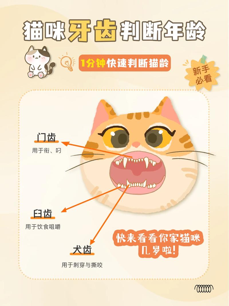 猫咪牙齿根部发红,猫咪牙齿年龄图对照表