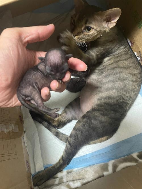 猫咪生产后怎么护理,猫咪生产前兆