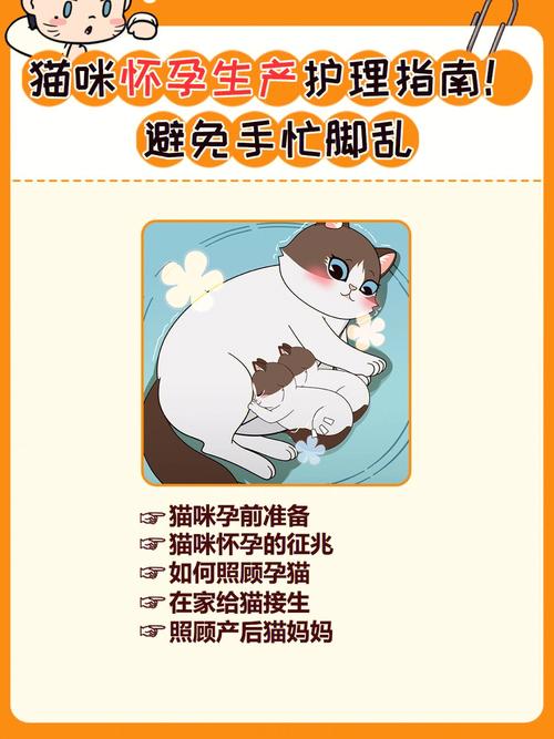 猫咪生产后怎么护理,猫咪生产前兆