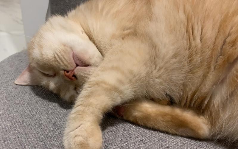 猫咪睡觉打呼噜声音特别大,猫咪睡觉打呼噜是不是生病了