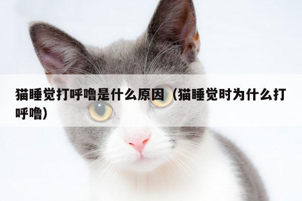 猫咪睡觉打呼噜声音特别大,猫咪睡觉打呼噜是不是生病了