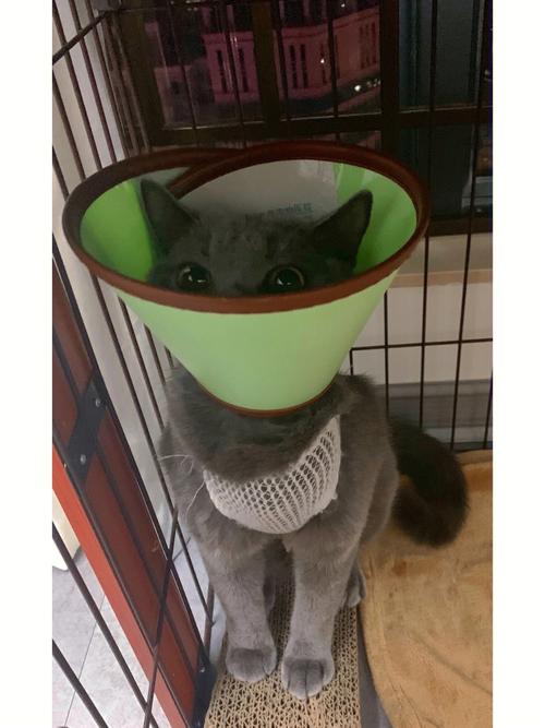 猫咪绝育针多少钱一支,一般母猫叫几天就不叫了