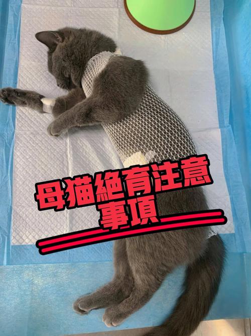 猫咪绝育针多少钱一支,一般母猫叫几天就不叫了