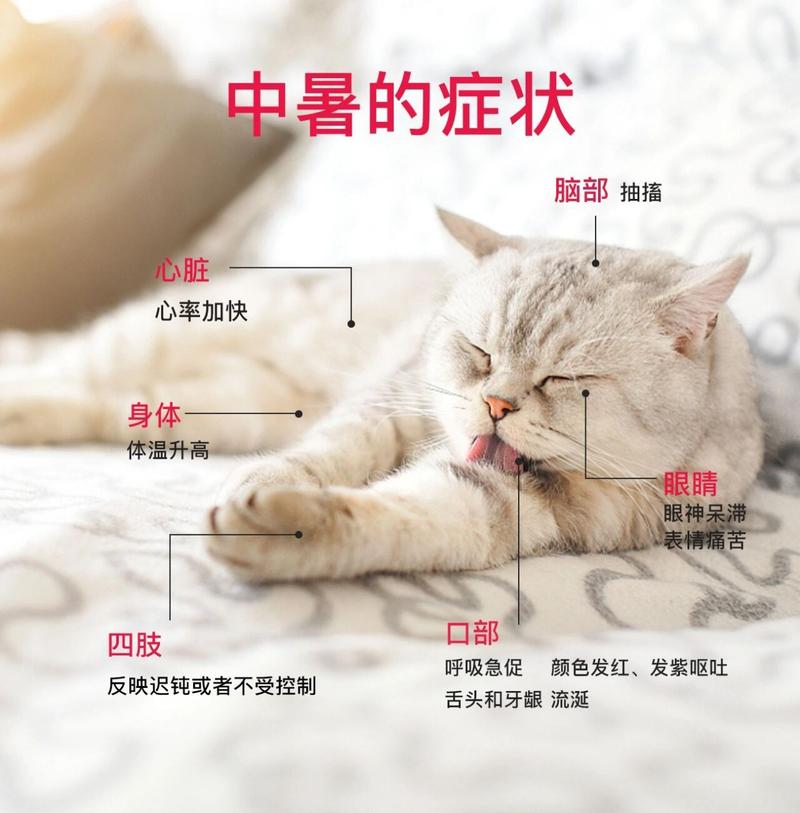 猫咪耳朵热鼻子凉,猫咪耳朵热就是发烧吗
