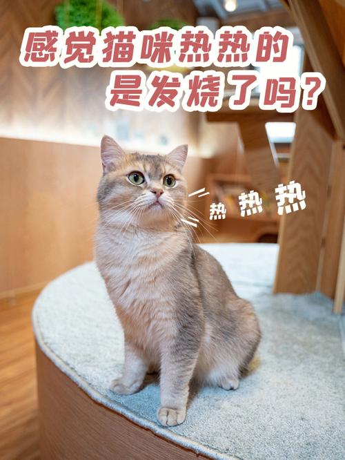 猫咪耳朵热鼻子凉,猫咪耳朵热就是发烧吗
