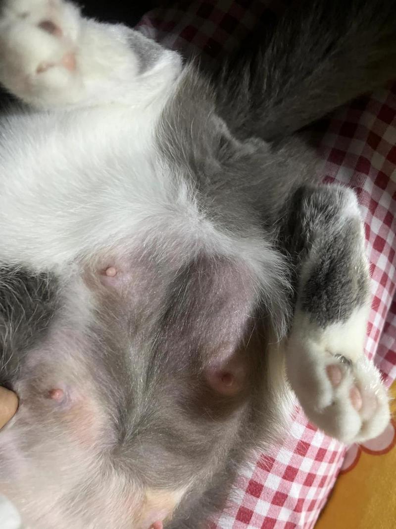 猫奶奶,猫奶硬块会自己消吗
