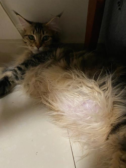 猫奶奶,猫奶硬块会自己消吗