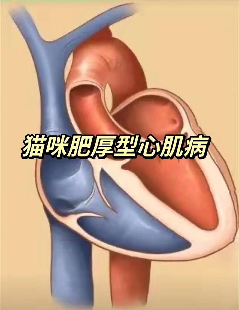 猫心脏病症状和治疗,猫心肌肥厚是吓出来的吗