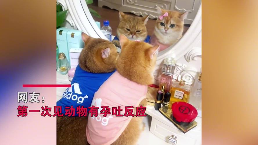 猫怀孕几个月生产,猫怀孕会孕吐吗怎么办