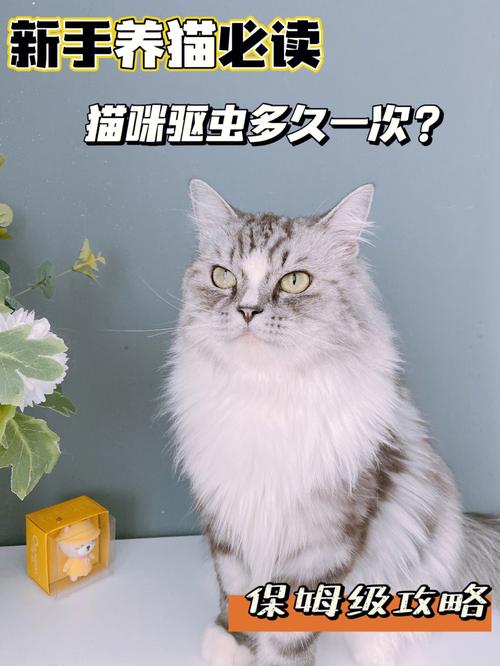 猫怀孕可以驱虫吗刚,猫怀孕可以驱虫吗多少钱