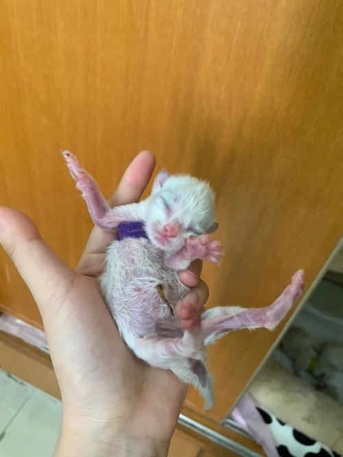 猫怀孕周期的计算方法,猫怀孕周期从什么时候开始算