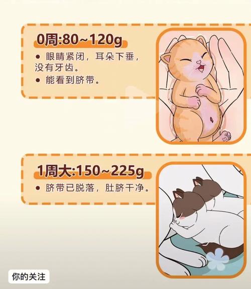 猫怀孕周期的计算方法,猫怀孕周期从什么时候开始算