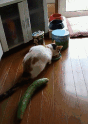 猫怕黄瓜吓飞了的视频,为什么猫怕黄瓜和香蕉