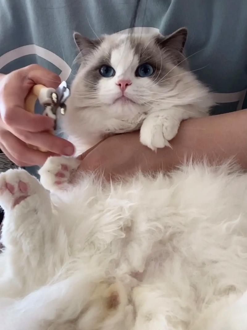 猫指甲怎么剪,猫指甲剪怎么用