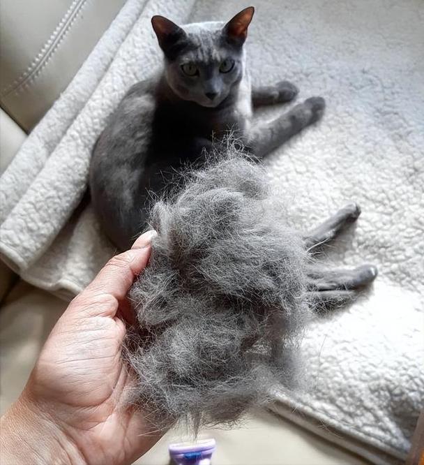 猫掉毛严重缺什么营养,猫掉毛严重吗
