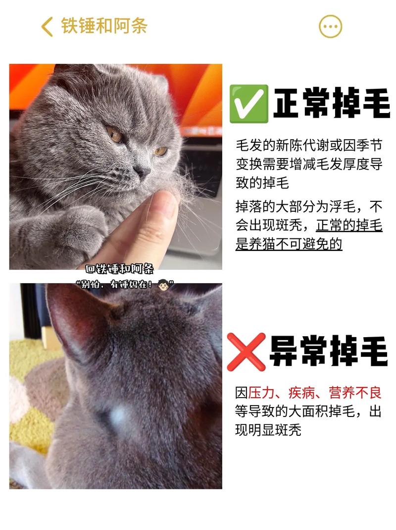 猫掉毛严重缺什么营养,猫掉毛严重吗