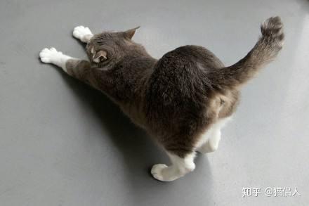 猫撅屁股
