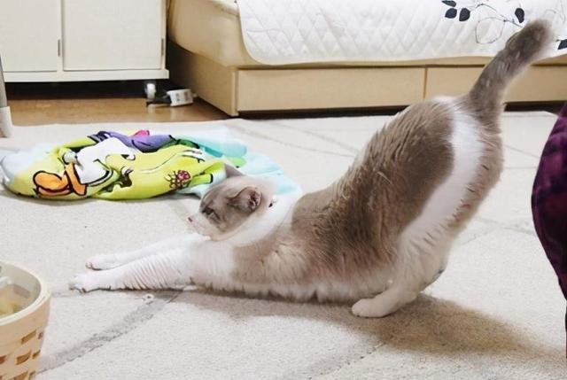 猫撅屁股