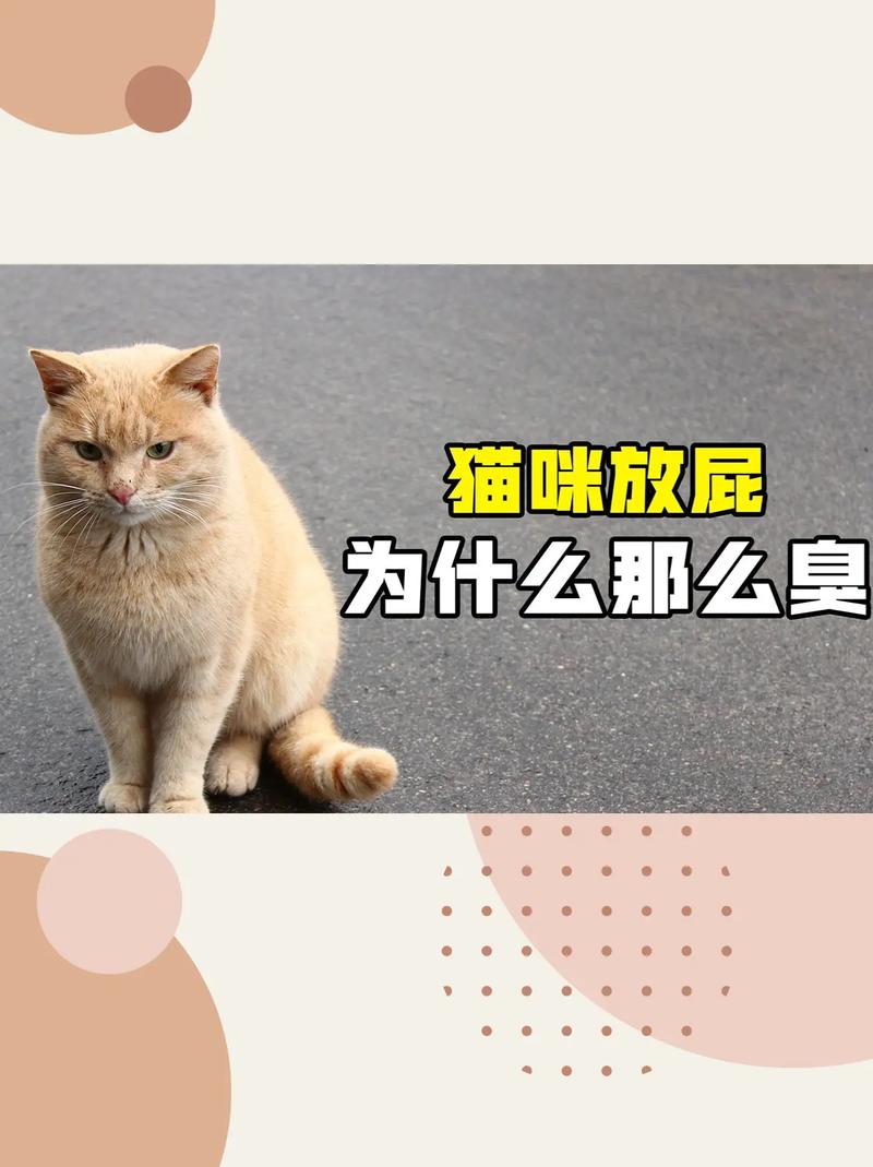 猫放屁没声音但是很臭,猫放屁很臭正常吗