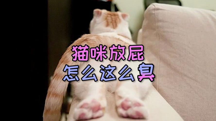 猫放屁没声音但是很臭,猫放屁很臭正常吗