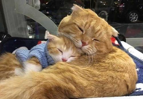 猫爸爸是娱乐圈的谁,猫爸爸会照顾小猫吗