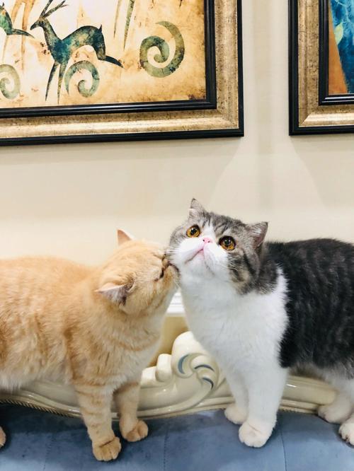 猫爸爸是娱乐圈的谁,猫爸爸会照顾小猫吗
