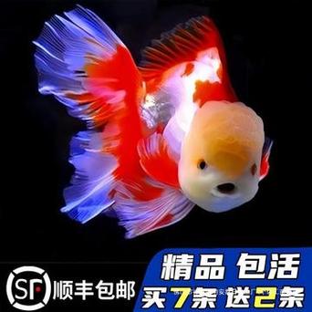 猫狮金鱼好养吗,狮子头金鱼好养吗