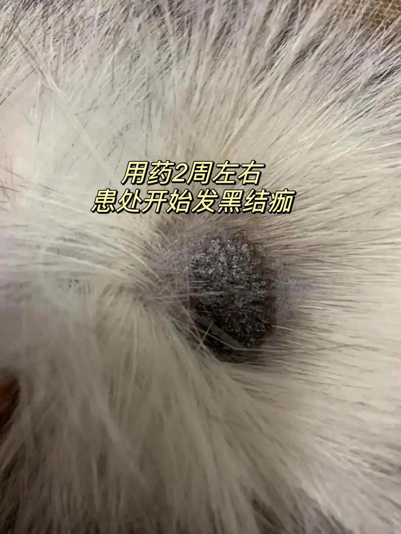 猫癣长什么样子图片 传染,猫癣长什么样子怎么判断