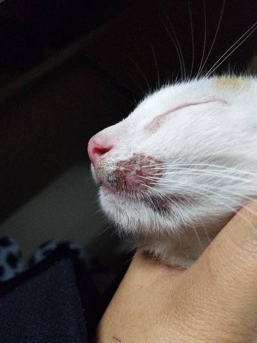 猫的胡子有什么用,猫的胡子掉了一根有什么预兆