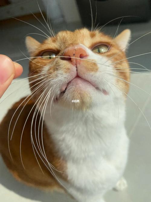 猫的胡子有什么用,猫的胡子掉了一根有什么预兆